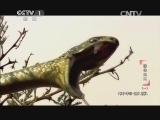动物世界 《动物世界》 20140617 游侠遍地（一）