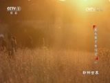 动物世界 《动物世界》 20170522 圈养狮子放归记（四）