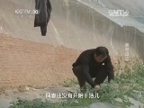 走近科学 《走近科学》 20140701 勇夺瓜王