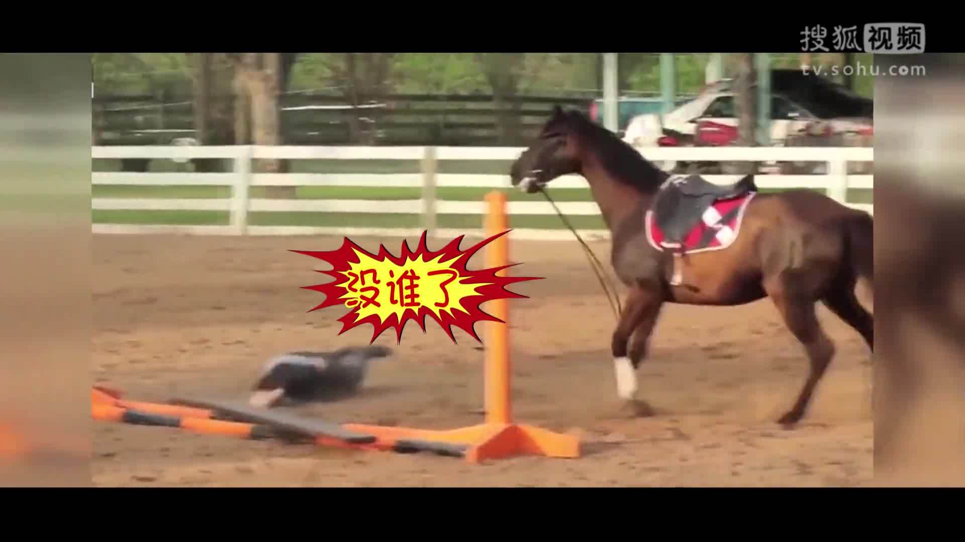 囧人囧事 搞笑！妹子骑马不成反被摔