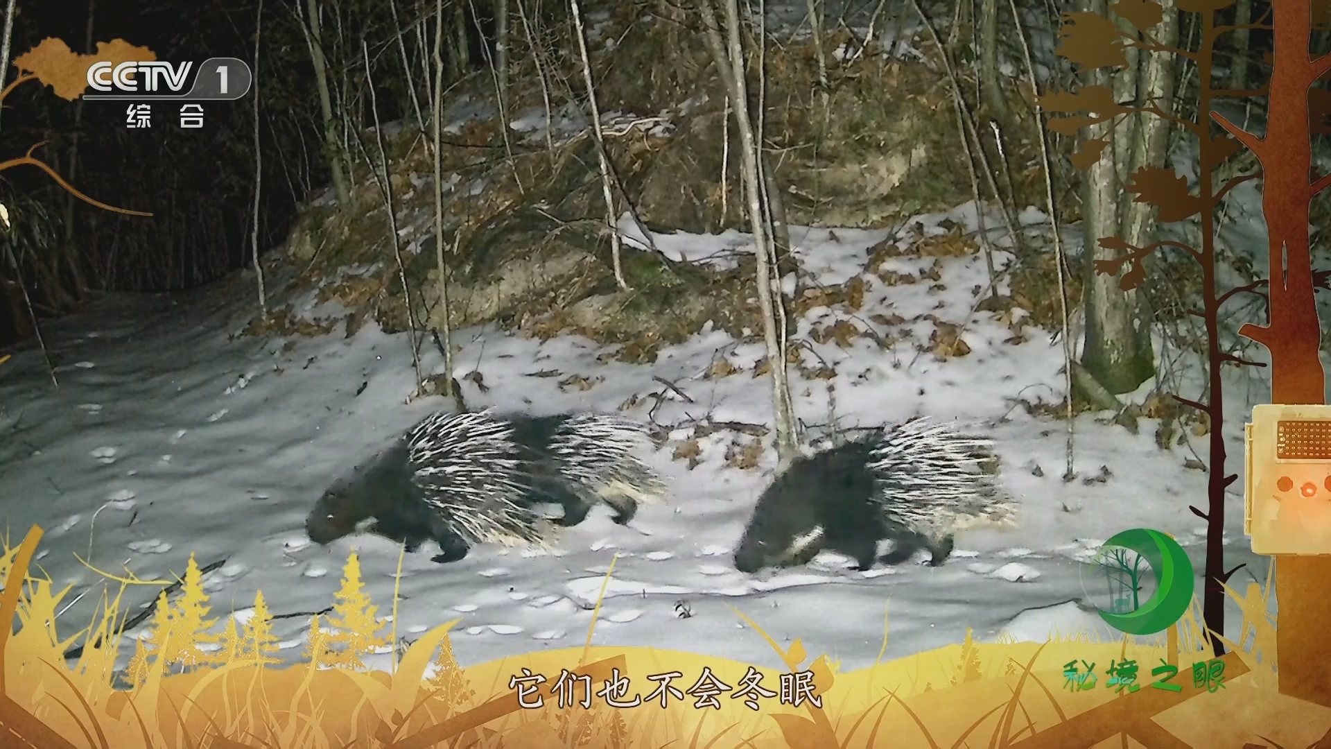 秘境之眼 《秘境之眼》 中国豪猪 20230911