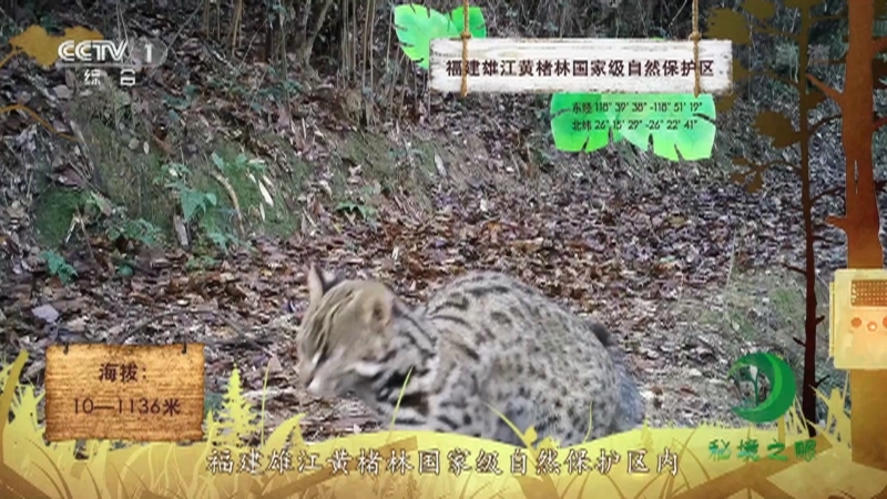 《秘境之眼》 豹猫 20210710