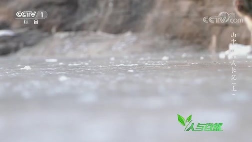 人与自然 《人与自然》 20190606 山中盲猴成长记（上）
