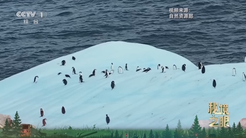秘境之眼 《秘境之眼》 帽带企鹅 20250501