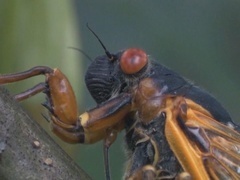 地球脉动 第一季（Planet Earth I）第10集：季节森林