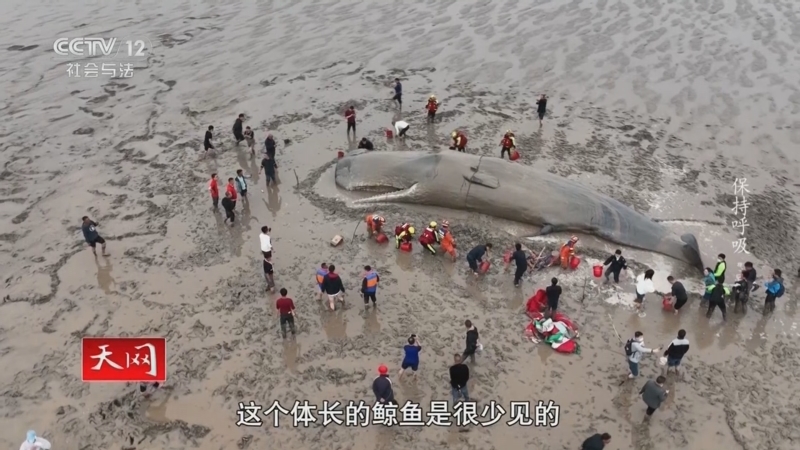 天网 《天网》 20250902 保持呼吸