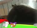 狗狗日记 第62天 豆子哥哥快出来