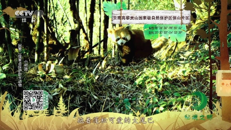 秘境之眼 《秘境之眼》 疣鼻天鹅/小熊猫/黑叶猴  20230225