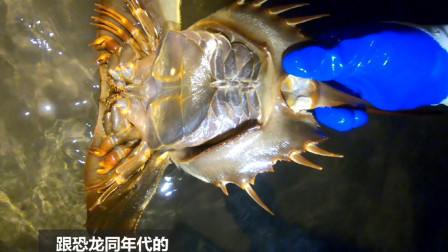 思乡渔夫 开始以为是块石头，不料它竟然爬走了，…