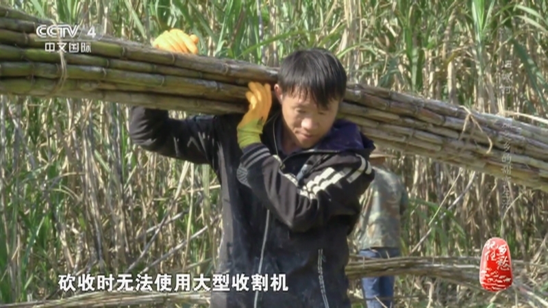 记住乡愁第八季 《记住乡愁》第八季 20220125 旧城村——甘蔗之乡的甜蜜生活