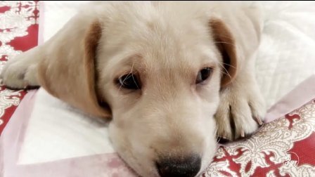 二更视频 80后单身美女领养导盲犬 同吃同住亲密无间 却因一场考试而终止缘分? 655