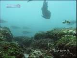 动物世界 动物世界 2010年 第164期