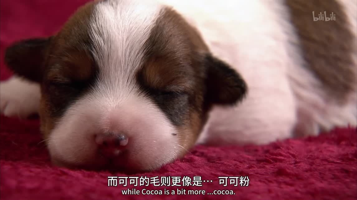 葡萄牙水犬杰克罗素梗斗牛獒