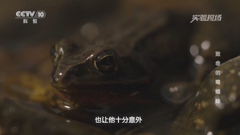 实验现场 《实验现场》 20250413 致命的毒蟾蜍