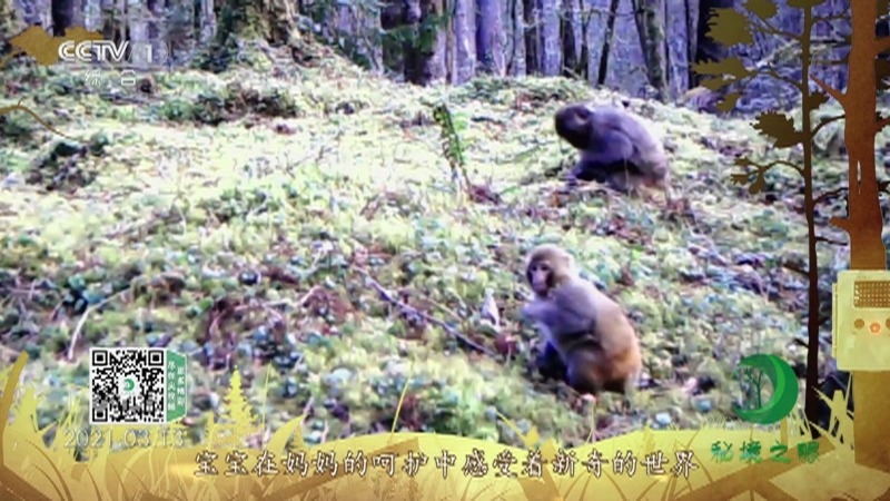 秘境之眼 《秘境之眼》 白颊猕猴 20220420