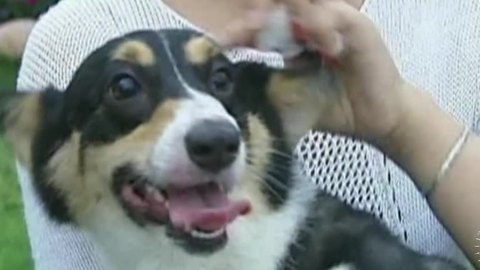 播报多看点 短腿柯基犬卖萌 赛跑嗨翻天