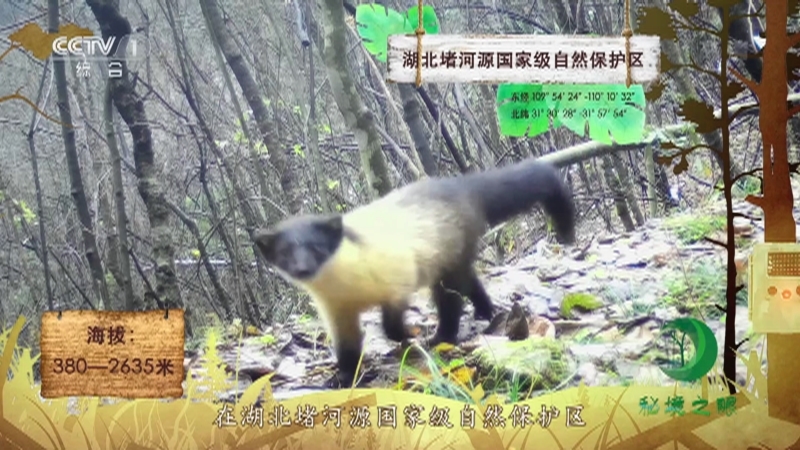 《秘境之眼》 黄喉貂 20210827