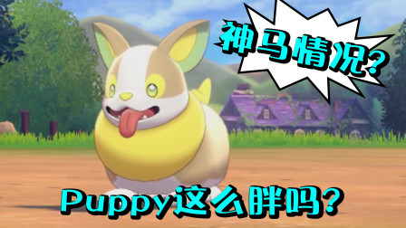 酷爱精灵宝可梦 第一季 我家Puppy怎么胖成这样？收服一只萌萌哒来电汪！