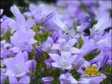 新闻袋袋裤 新闻袋袋裤 2010年 第213期