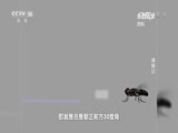 走近科学 《走近科学》 20160816 捕蝇记