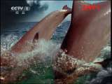 人与自然 《人与自然》 20110806 自然启示——海洋深处
