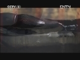人与自然 《人与自然》 20130112 自然发现 美丽中国-青藏高原（上）