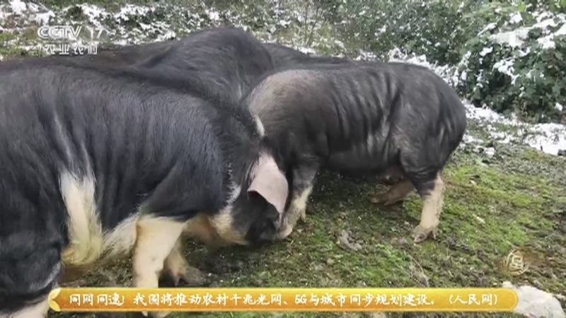 《致富经》 20210314 荒山里的财富“跑”出来