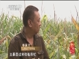 记住乡愁第一季 《记住乡愁 第一季》 20150112 第十二集 丁村——以和为贵