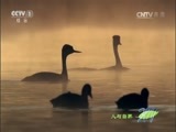 人与自然 《人与自然》 20160214 生命——天高任鸟飞（下）