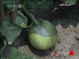 走近科学 从太空来的种子