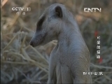 动物世界 《动物世界》 20130830 可爱的猫鼬