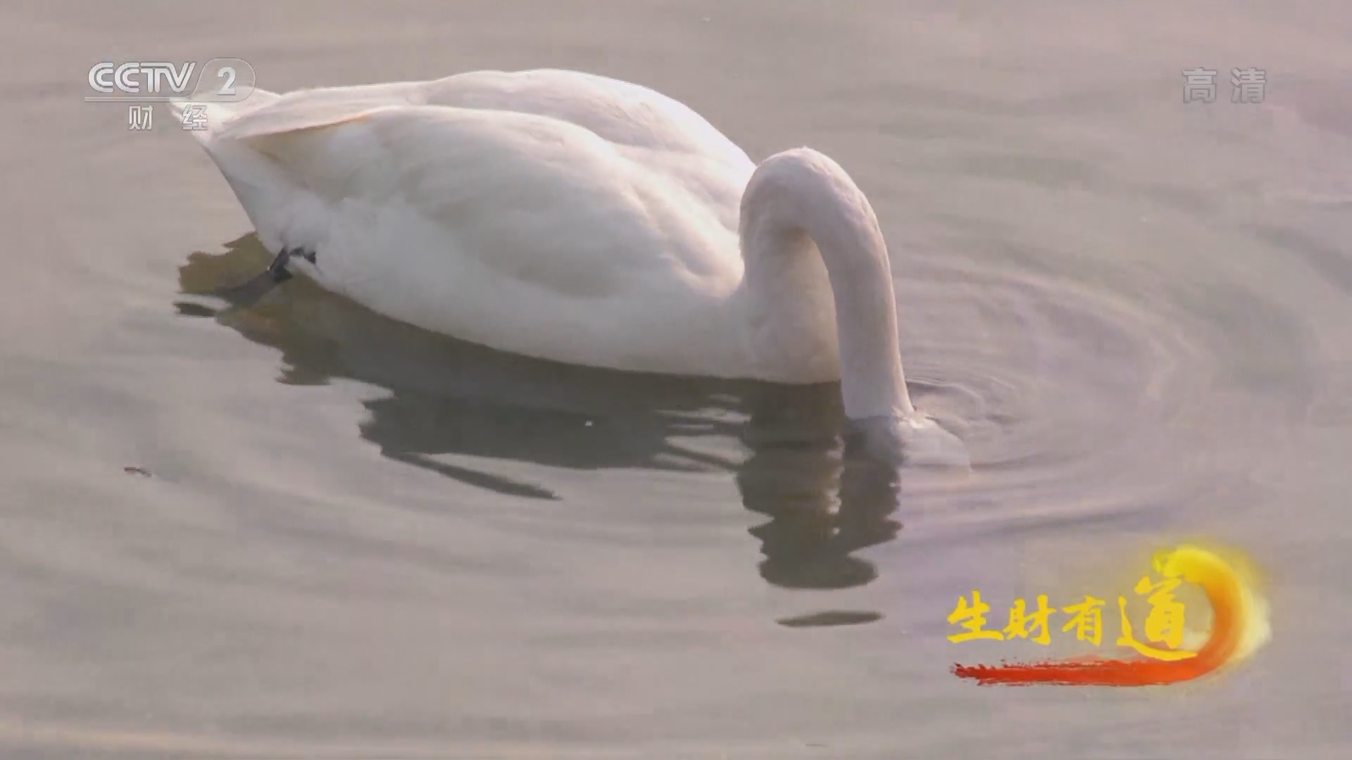 生财有道 《生财有道》 20220120 美丽大天鹅 浓浓渔家味
