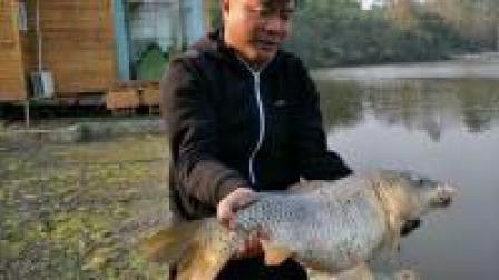 小钩细线 巧遇三青台大鲤鱼