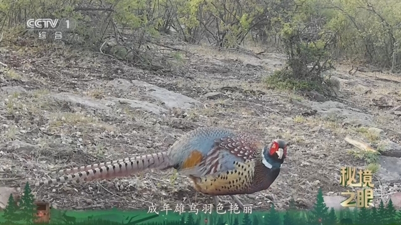 秘境之眼 《秘境之眼》 环颈雉 20260525