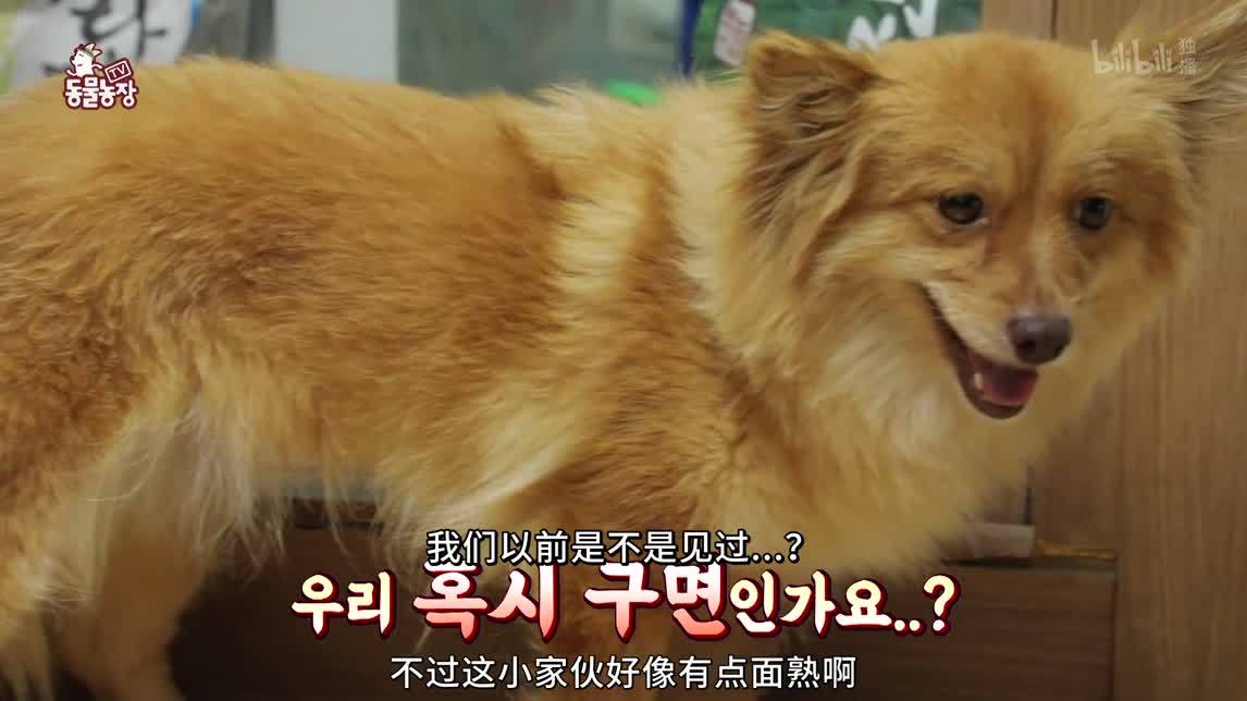 动物农场2020 精力旺盛寻回犬