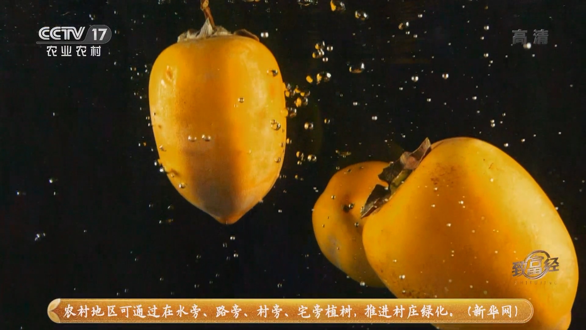 《致富经》 20211214 小镇媳妇巧卖无核柿子