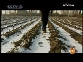 春晚的幕后故事 老马放歌春晚