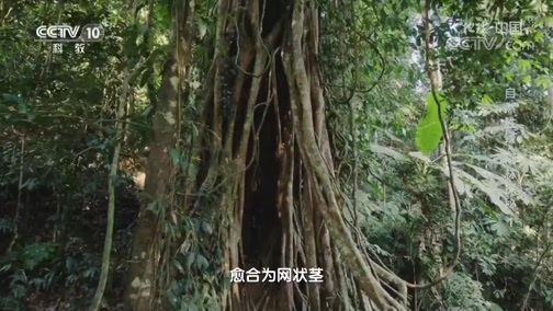 地理中国 《地理·中国》 20200323 自然胜景·雨林探秘 1