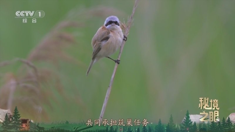 秘境之眼 《秘境之眼》 中华攀雀 20250610
