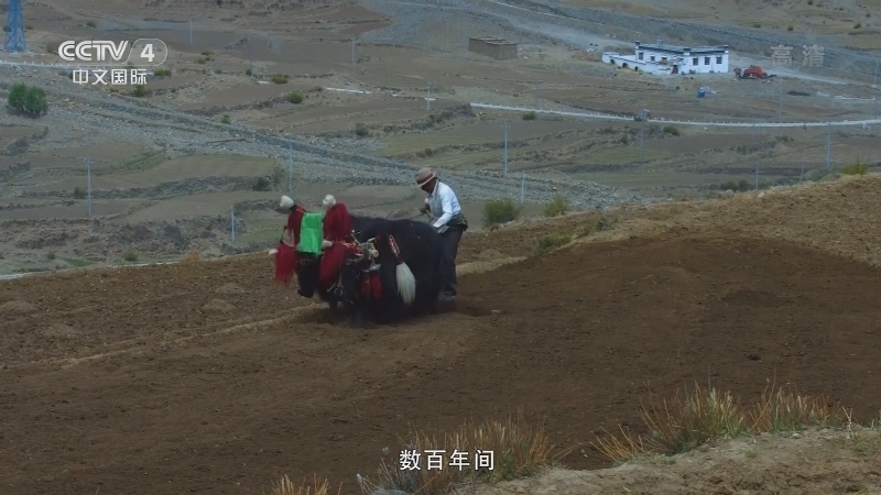 《青稞》 第一集 青稞文明