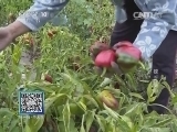 我爱发明 《我爱发明》 20141216 辣手摧心