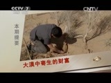 致富经 《致富经》 20150616 大漠中寄生的财富