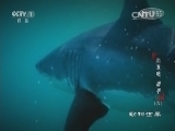 动物世界 《动物世界》 20160229 出发吧 猎手（六）