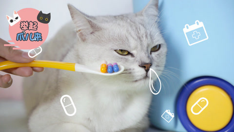 举起爪儿来 实用猫咪喂药法！