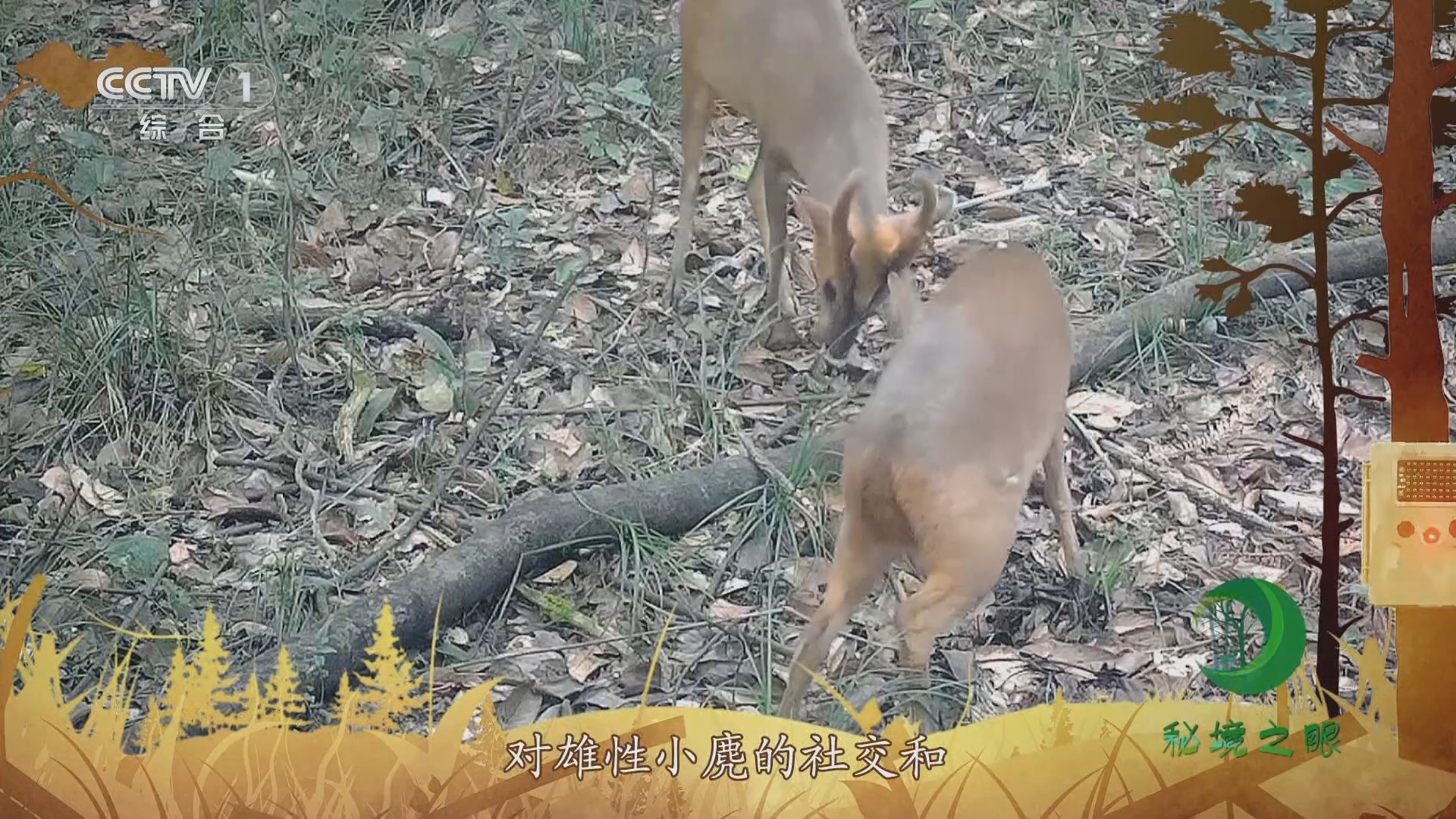 秘境之眼 《秘境之眼》 小麂 20231221
