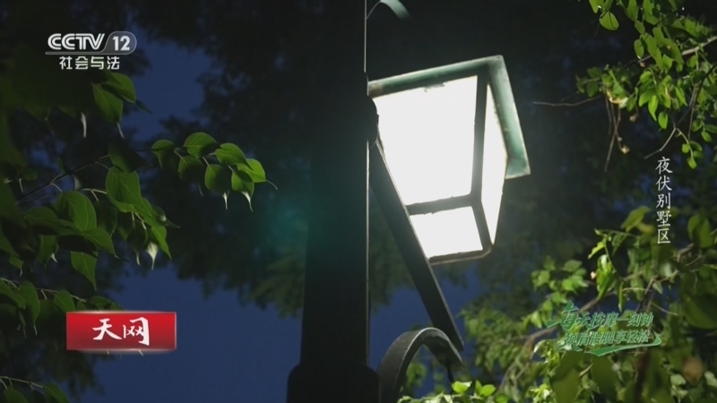 天网 《天网》 20260710 夜伏别墅区