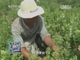 我爱发明 《我爱发明》 20140617 巧摘金银花