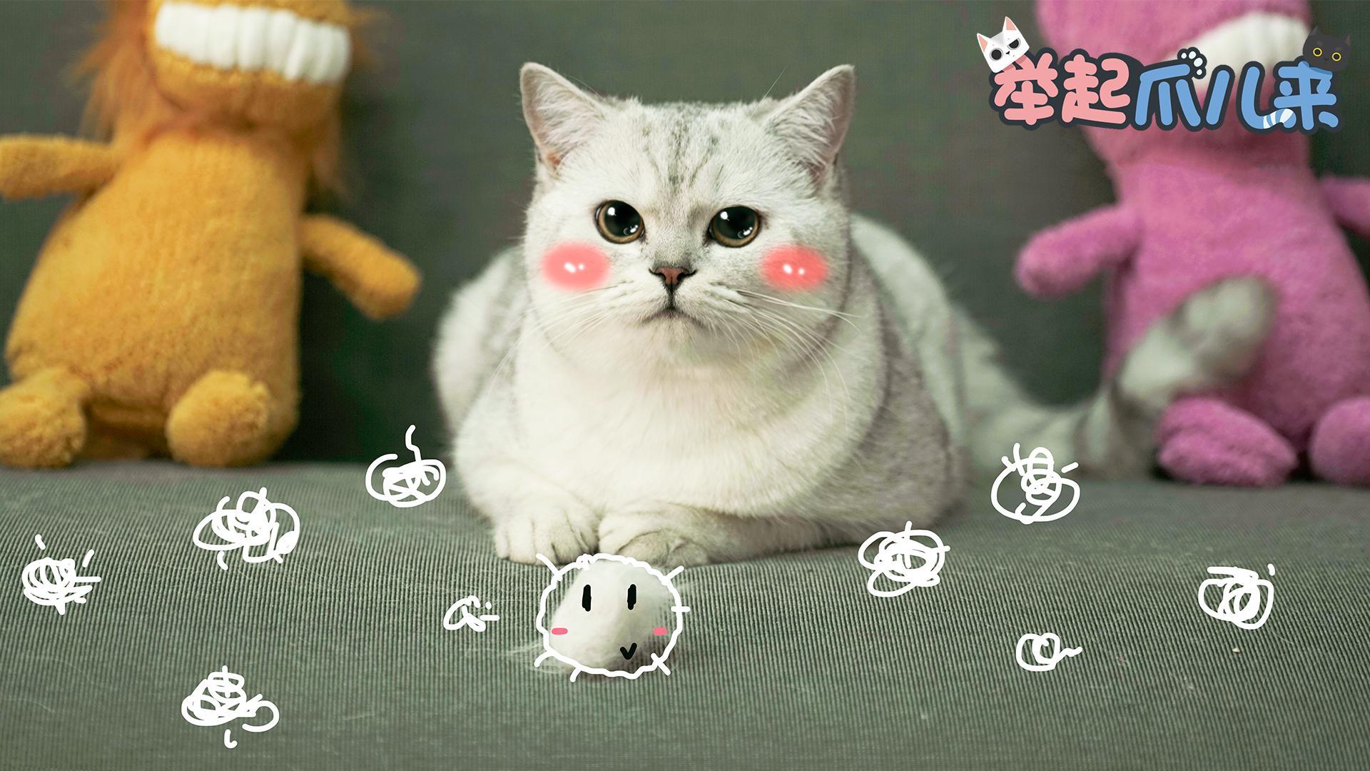 举起爪儿来 4招摆脱猫毛困扰【举起爪儿来】