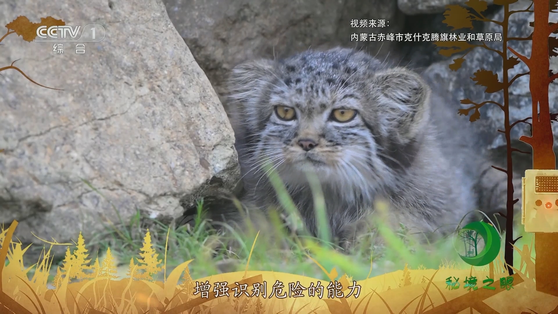 秘境之眼 《秘境之眼》 兔狲 20230924