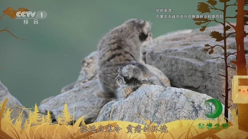 秘境之眼 《秘境之眼》 兔狲 20230927